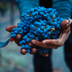 Harvest Grapes at Raymond Vineyards